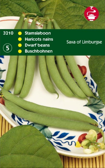Dwarf Bean Limburgse Saxa (Phaseolus) 300 seeds